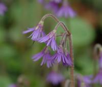 Purplish nodding flowers with serrated edges